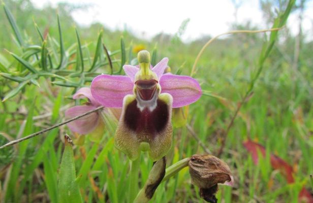 Orchid-watching tour in Algarve