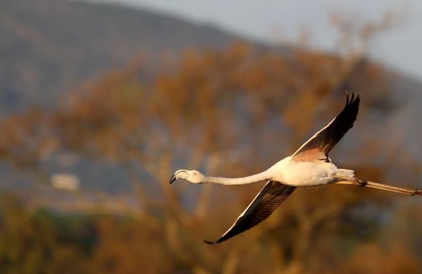 Formosa lagoon half-day birdwatching tour