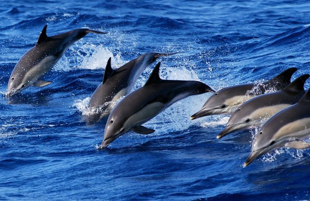 Swimming with dolphins experience in São Miguel