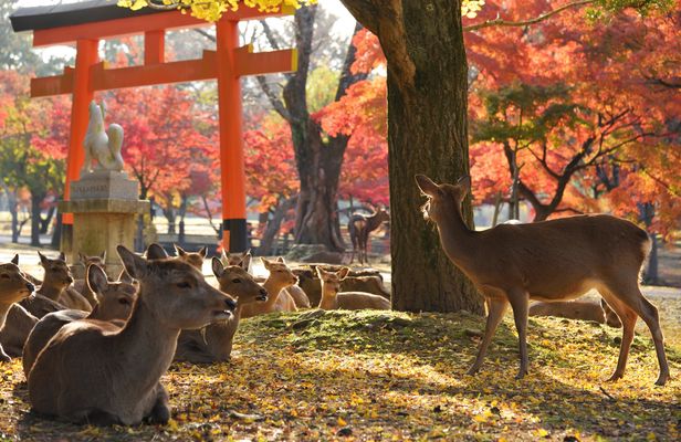 Nara half-day walking tour