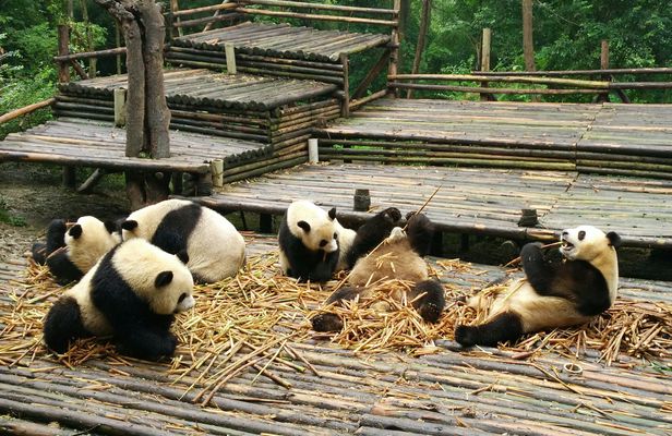 All-inclusive Panda trip and customizable sites