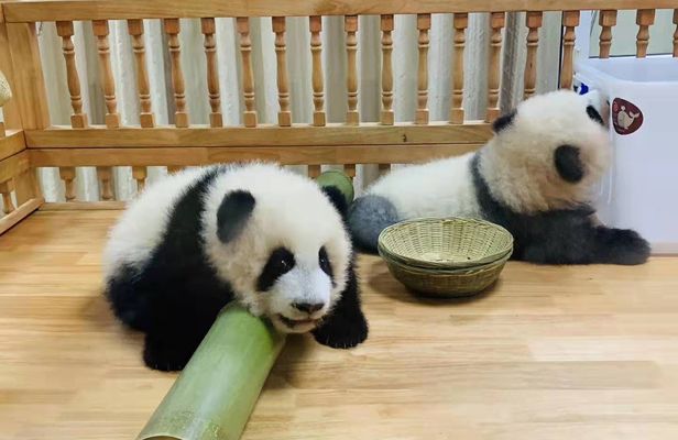 Full day private tour Panda trip and customized city sightseeing
