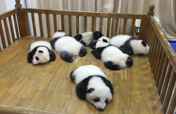 Half-day Private tour amazing Panda Base trip