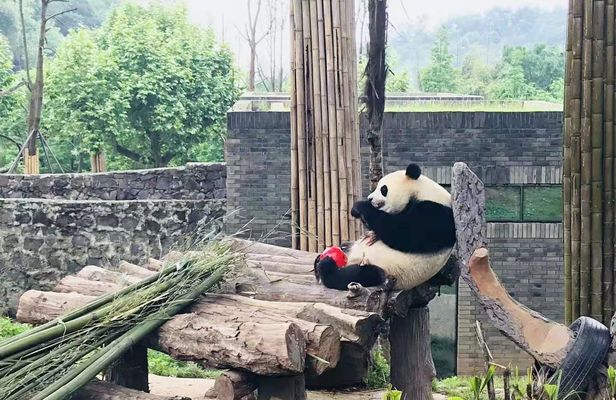 Full day private tour of Panda hometown and Taoist mountain