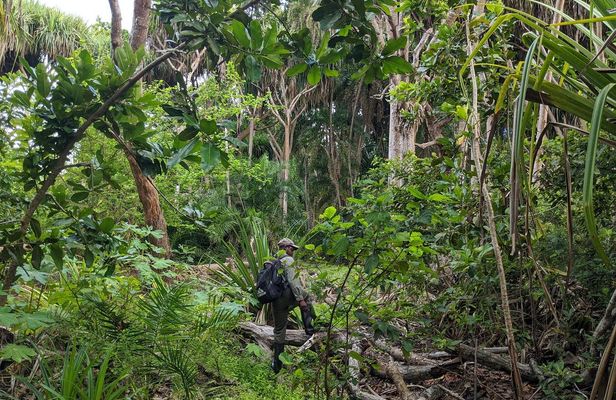 Zanzibar hiking in Jozani Forest private tour