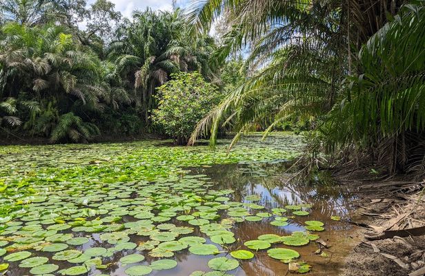 Zanzibar hiking in Masingini Forest private tour