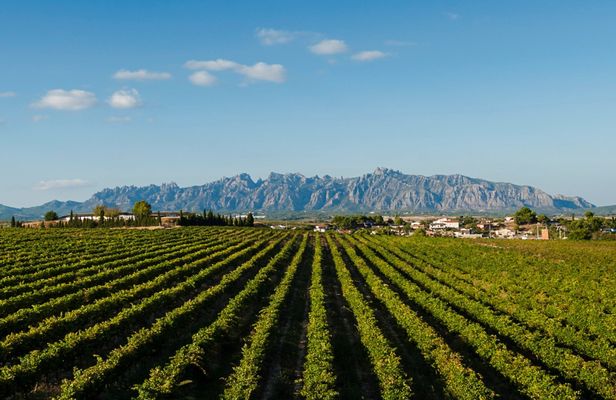 Montserrat and Penedès private tour from Barcelona