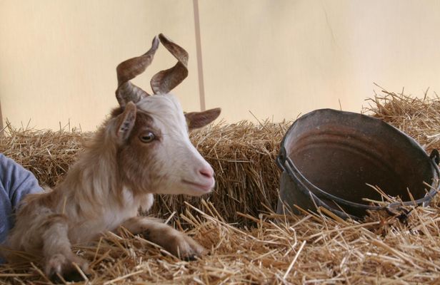 Animal farm tour and Aaromas garden at Bio Fattoria Augustali