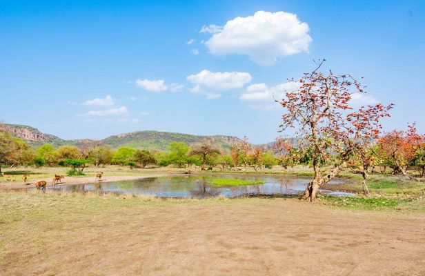 Half-day tour into the past at Ranthambore