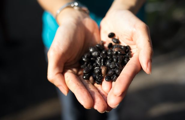 Singapore's disappearing trades tour