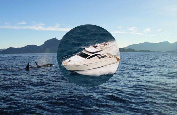 Private luxury whale watching safari from Tromsø