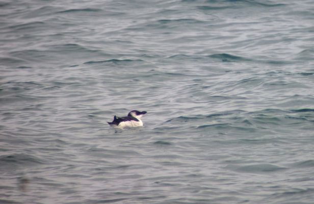 Alvor lagoon birdwatching tour