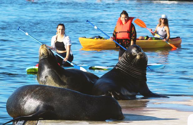 Marina Del Rey kayak and paddleboard tour with sea lions