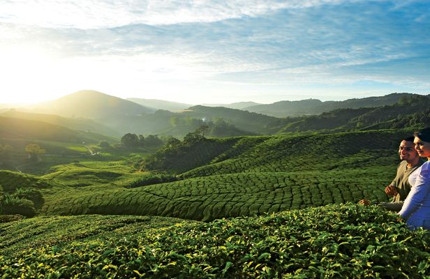 Private nature trip to Cameron Highlands from Kuala Lumpur