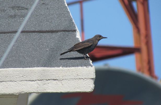 Birdwatching in Monchique full-day tour