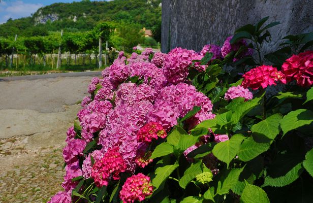 Valpolicella E-bike tour with wine tasting