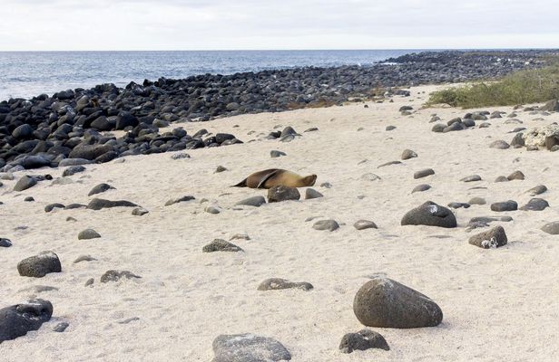 Lobos Island guided tour from San Cristobal Island