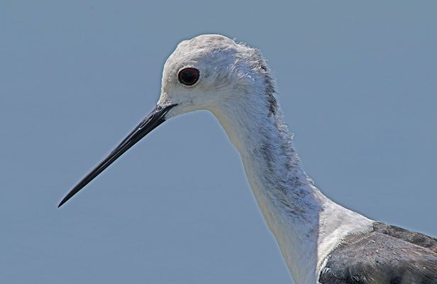 Birdwatching boat tour in Lisbon