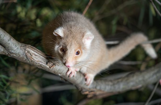 Bonorong Wildlife Sanctuary Night Tour