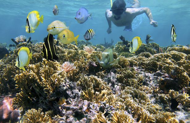 Snorkeling tour from RIU Atoll and RIU Palace Maldivas