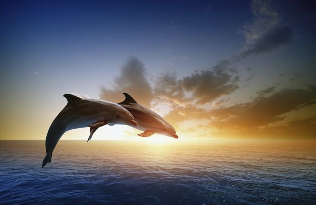 Dolphin watching tour from RIU Atoll and RIU Palace Maldivas