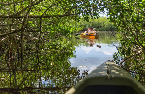 Private Mangrove Tunnel Kayak Eco Tour