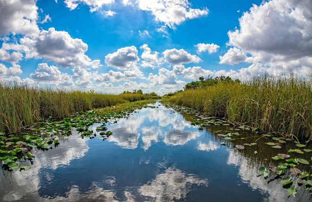Orchids and Alligators private kayak eco-tour