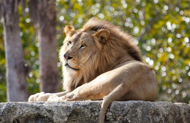 Pafos Zoo Ticket