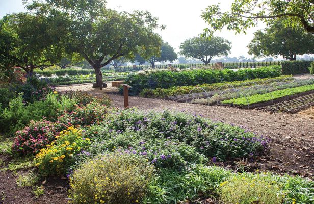 Redwoods Wine & Dine Tour