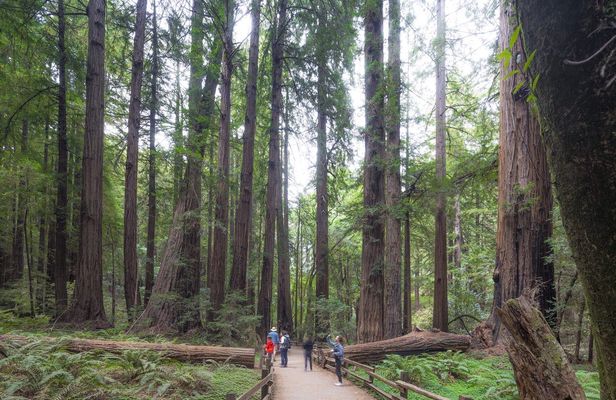 Muir Woods and Sausalito tour with Escape from the Rock cruise