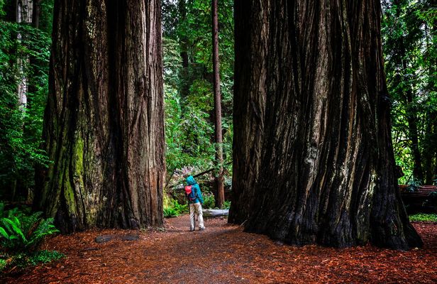 California Redwoods & Wine Country Tour