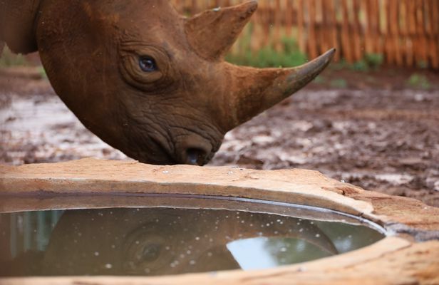 Sheldrick Wildlife Trust, Karen Blixen Museum and Giraffe Center tour
