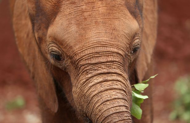 Half-day David Sheldrick Wildlife Trust tour