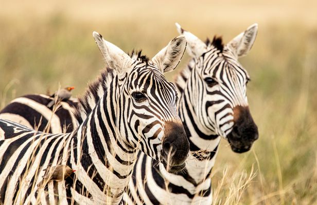 Full-day Nairobi National Park tour