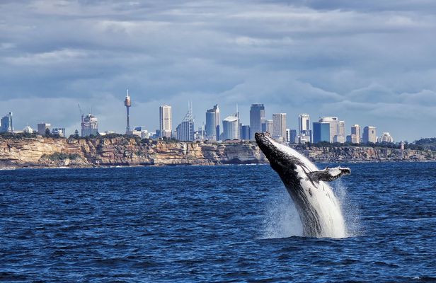 Sydney whale-watching cruise with breakfast or lunch