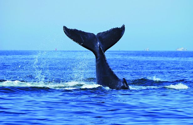 Sydney luxury whale-watching cruise with lunch