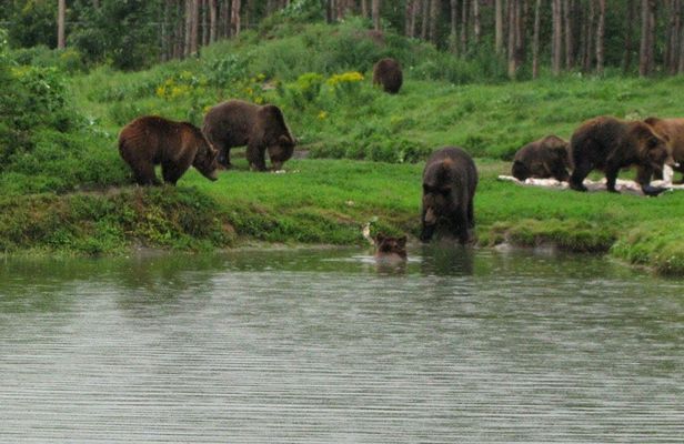 Visit to a Bear Sanctuary from Budapest