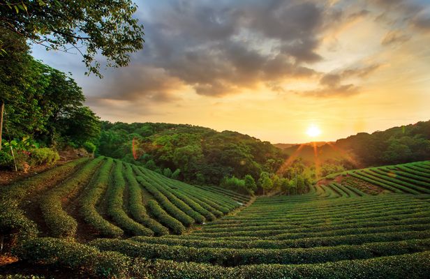 1-day Kiembethu Tea Farm tour from Nairobi
