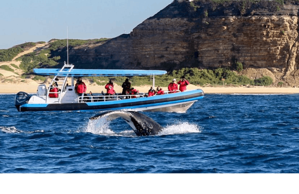 Humpback Whale encounter tour