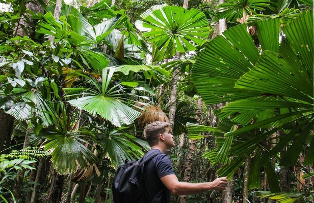 Daintree and Cape Tribulation day tour