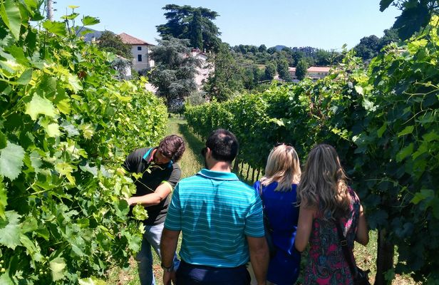 Wine tour in the Euganean Hills from Padua
