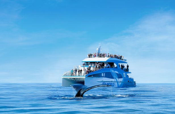 Sea World whale-watching cruise with 100% sighting guarantee