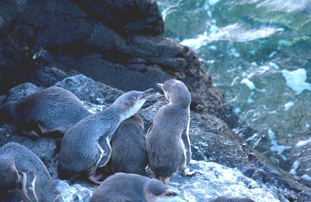 Evening penguin tour