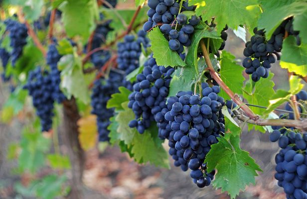Sonoma and Napa Valley full-day wine tour from San Francisco