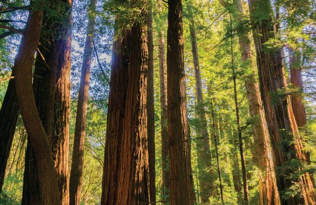 Muir Woods and Sausalito guided tour from San Francisco
