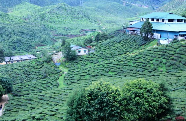 Private Cameron Highlands Nature tour