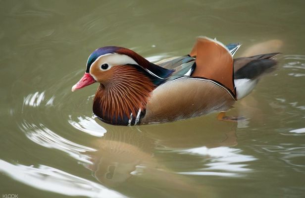 KL bird park, butterfly park and garden tour