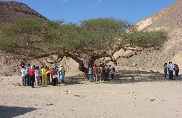 Morning buggy tour with camel ride in Marsa Alam