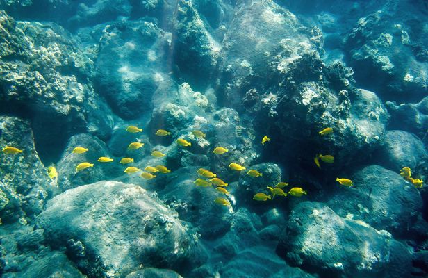 5-hour morning Kealakekua Bay snorkel adventure