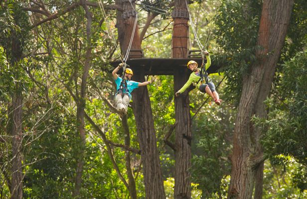 Kohala zipline canopy adventure